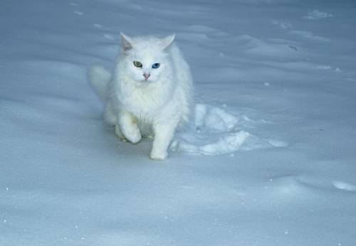 Красивые фото Кошка на снегу, скачать бесплатно красивые обои Кошка на